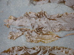 Saccharina latissima