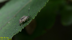 Eurystylus coelestialium