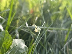 Misumena vatia