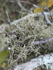 Usnea strigosa