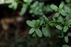 Gonocarpus oreophilus