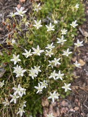 Saxifraga