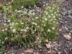Saxifraga