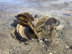 Isognomon alatus