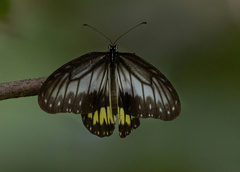 Ideopsis vitrea