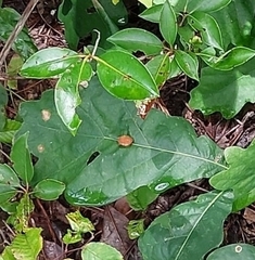 Druon quercusflocci
