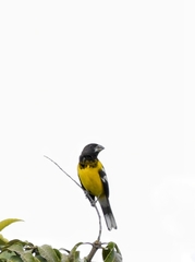 Pheucticus aureoventris