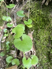 Ranunculus abortivus