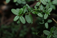 Gonocarpus oreophilus
