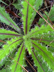 Cirsium horridulum