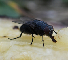 Diptera