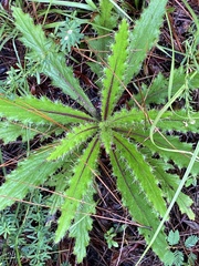 Cirsium horridulum