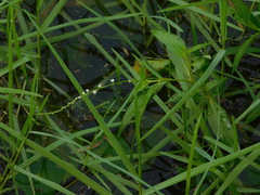 Persicaria hydropiperoides