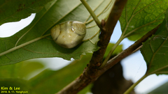 Cyrtarachne inaequalis