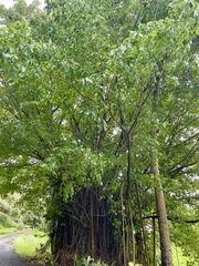 Ficus virgata