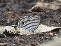 Caeruleuptychia brixius