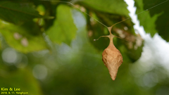 Cyrtarachne inaequalis