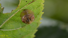 Cyrtarachne inaequalis