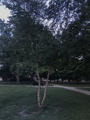 Betula nigra