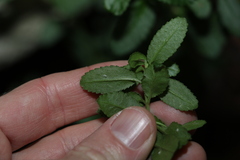 Gonocarpus oreophilus