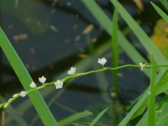 Persicaria hydropiperoides