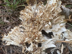 Sparassis spathulata