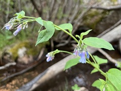 Mertensia