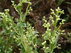Baccharis altimontana