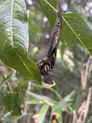 Neoscona