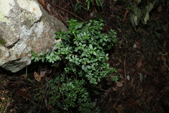 Gonocarpus oreophilus