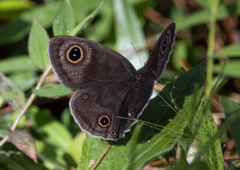 Ypthima pandocus