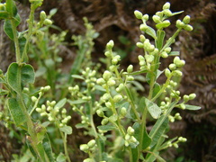 Baccharis altimontana