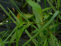 Persicaria hydropiperoides