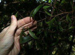 Daviesia arborea