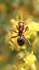 Formica pallidefulva