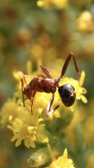 Formica pallidefulva