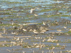 Calidris bairdii