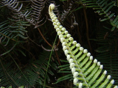 Dicranopteris nervosa