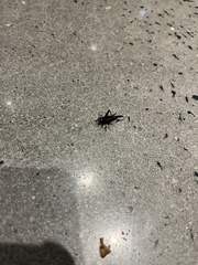 Gryllus pennsylvanicus