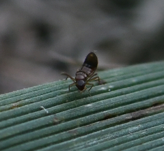 Staphylinidae