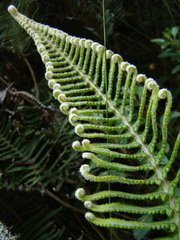 Dicranopteris nervosa