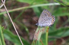 Plebejus samuelis
