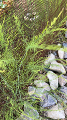 Asparagus officinalis