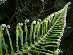 Dicranopteris nervosa