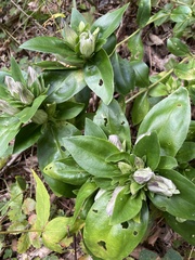 Gentiana villosa