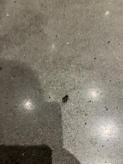 Gryllus pennsylvanicus