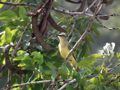 Machetornis rixosa flavigularis