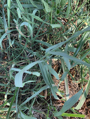 Paspalum pubiflorum