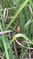 Virbia aurantiaca
