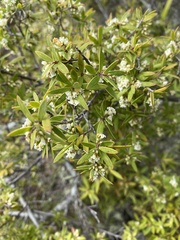Leucopogon fasciculatus